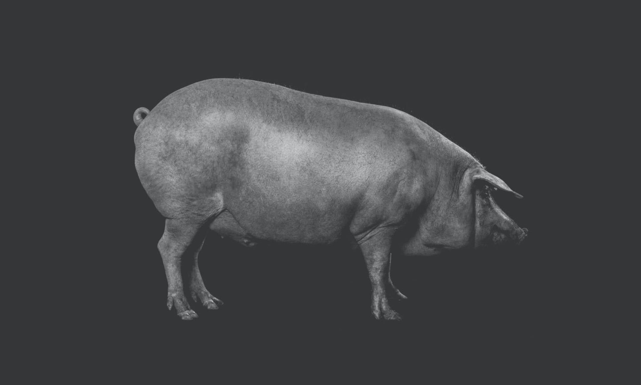 Jamones Blazquez splash page