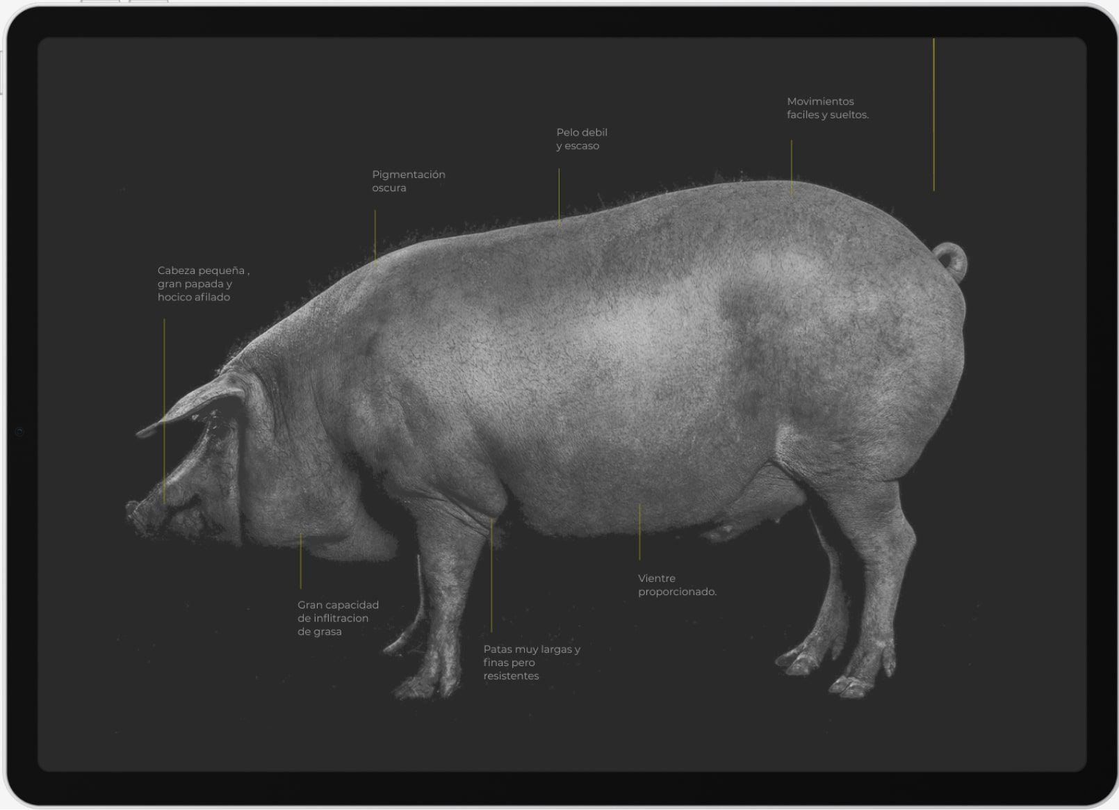 Jamones Blazquez Website Infography Pig Min
