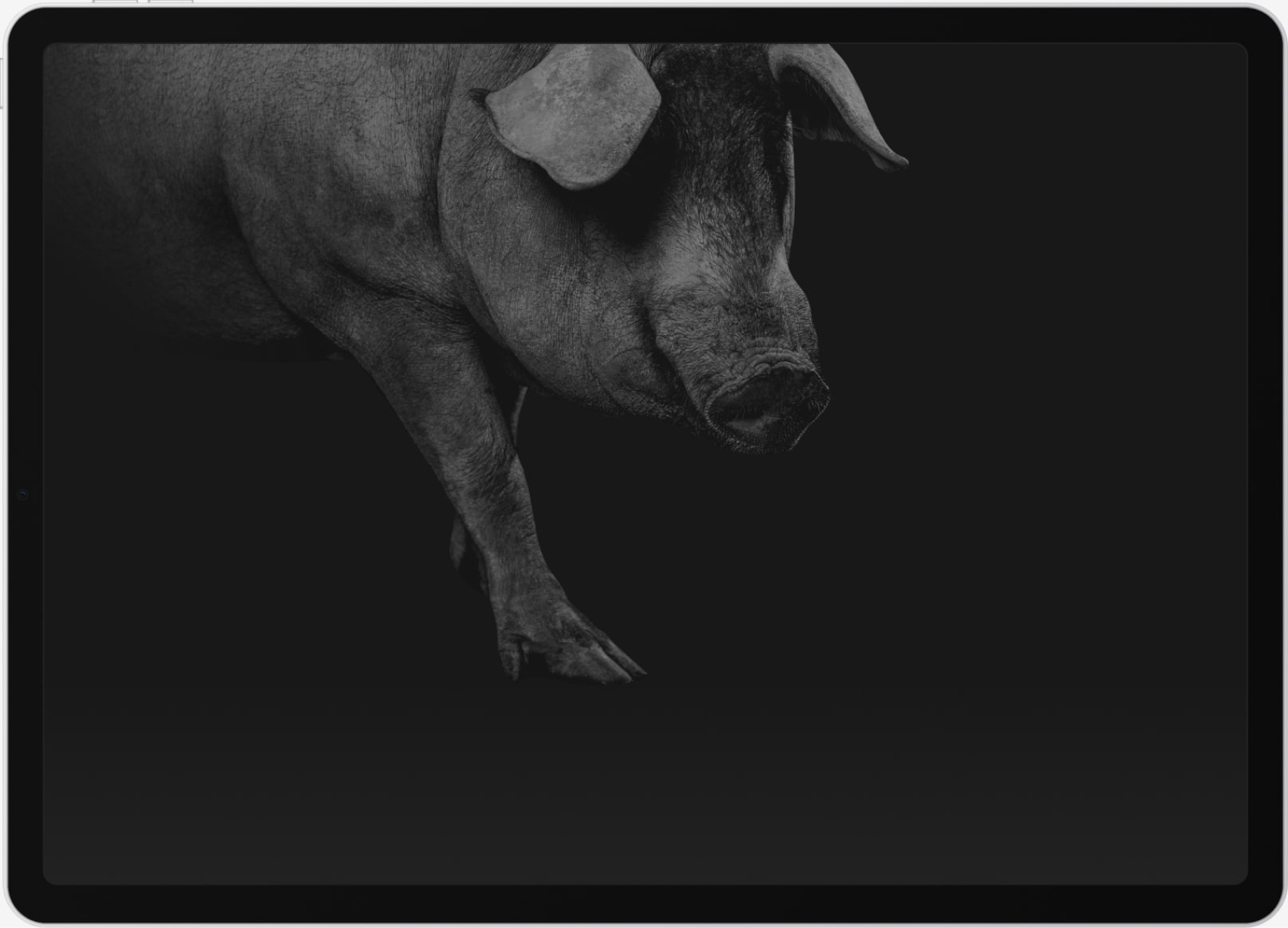 Jamones Blazquez Website Intro Pig Min